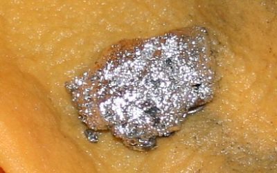 Gold Mining and Mercury Pollution