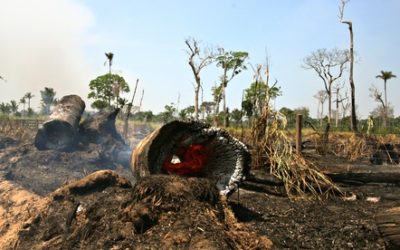 Violence and Activism in Amazonas