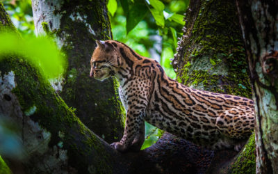 15 Actions In 100 Days To Protect The Amazon Rainforest